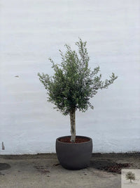 Ruukku Terrakotta harmaa - Matala pyöreä - 64-120 cm 