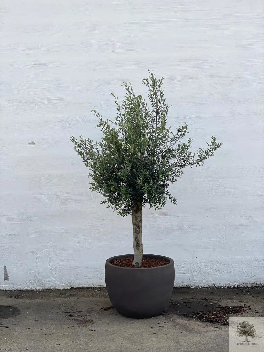 Ruukku Terrakotta harmaa - Matala pyöreä - 64-120 cm 