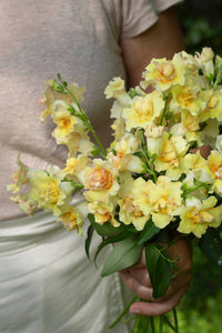 Leijongap Doubleshot Persikka siemenet