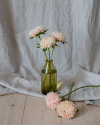 Kesäasteri Chrisantella Lotos siemenet