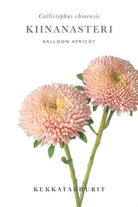 Kesäasteri Ilmapallo Aprikoosi siemenet