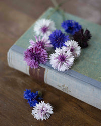 Sininen kukka Klassinen taika siemenet