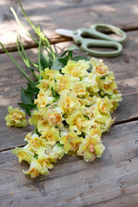 Leijongap Doubleshot Persikka siemenet