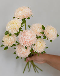 Kesäasteri Chrisantella Lotos siemenet