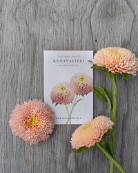 Kesäasteri Ilmapallo Aprikoosi siemenet