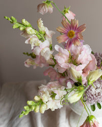 Leijongap Costa Silver siemenet