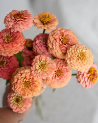 Zinnia 'Oklahoma Salmon' siemenet