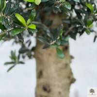 Oliivipuu 25 vuotta istutettuna puolikkaaseen viinitynnyriin