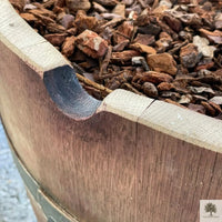 Oliivipuu 25 vuotta istutettuna puolikkaaseen viinitynnyriin