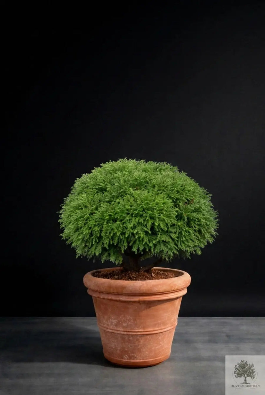 Ruukku Terrakotta - Siena - halkaisija 51 cm - korkeus 45 cm 